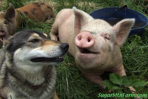 KiaPigsLaughingDSCF5921-761071